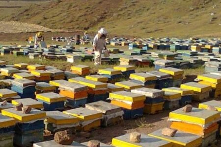 زنبورداران استان بوشهر نیازمند حمایت