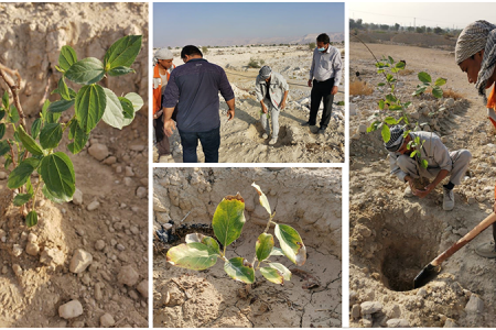 آغاز عملیات کاشت نهال درختان بومی در چاه مبارک