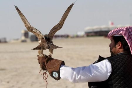 هیچگونه پروانه شکاری برای قطری‌ها صادر نشده است
