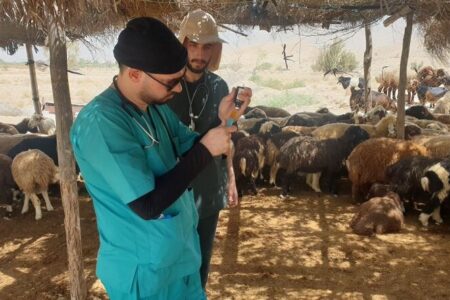 درمان رایگان ۱۲ هزار دام توسط جهادگران دامپزشکی در شهرستان دیر