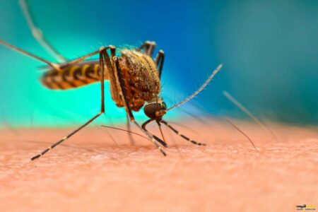 ۷ مورد ابتلا به بیماری مالاریا در شهرستان عسلویه شناسایی شد