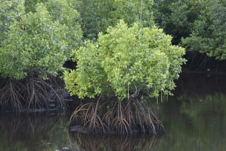 فراخوان آیین کاشت ۵۰۰۰ اصله درخت حرا (مانگرو) در پارک ساحلی بنک